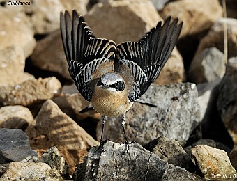 Animali 326